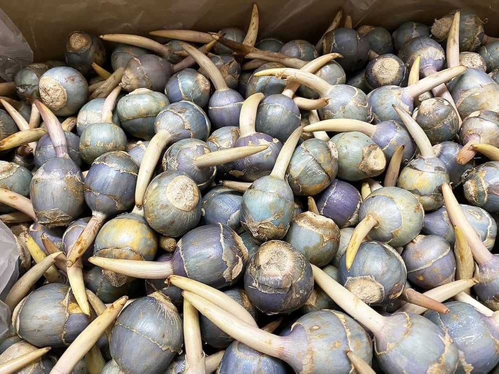 白クワイ500g、広島県産産地直送家庭用サイズ混合農薬不使用 白クワイ500g、広島県産産地直送家庭用サイズ混合農薬不使用